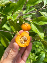 Pitomba Bush
