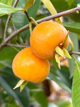 Pitomba Bush