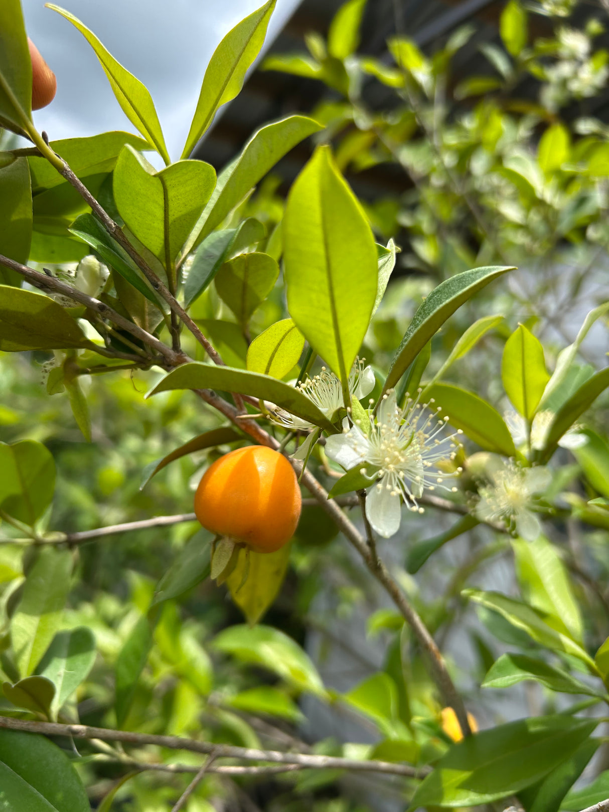 Pitomba Tree