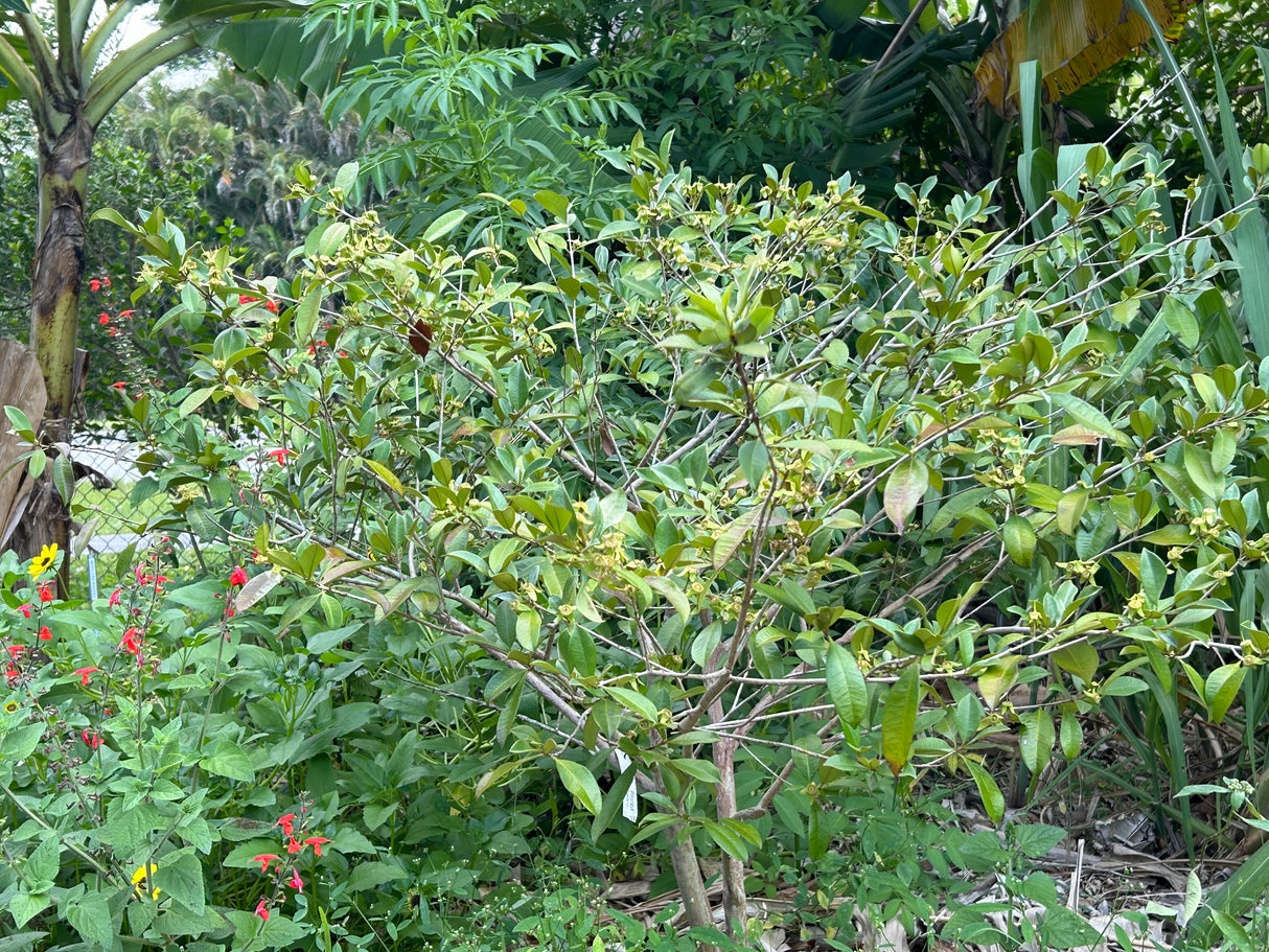 Pitomba Bush
