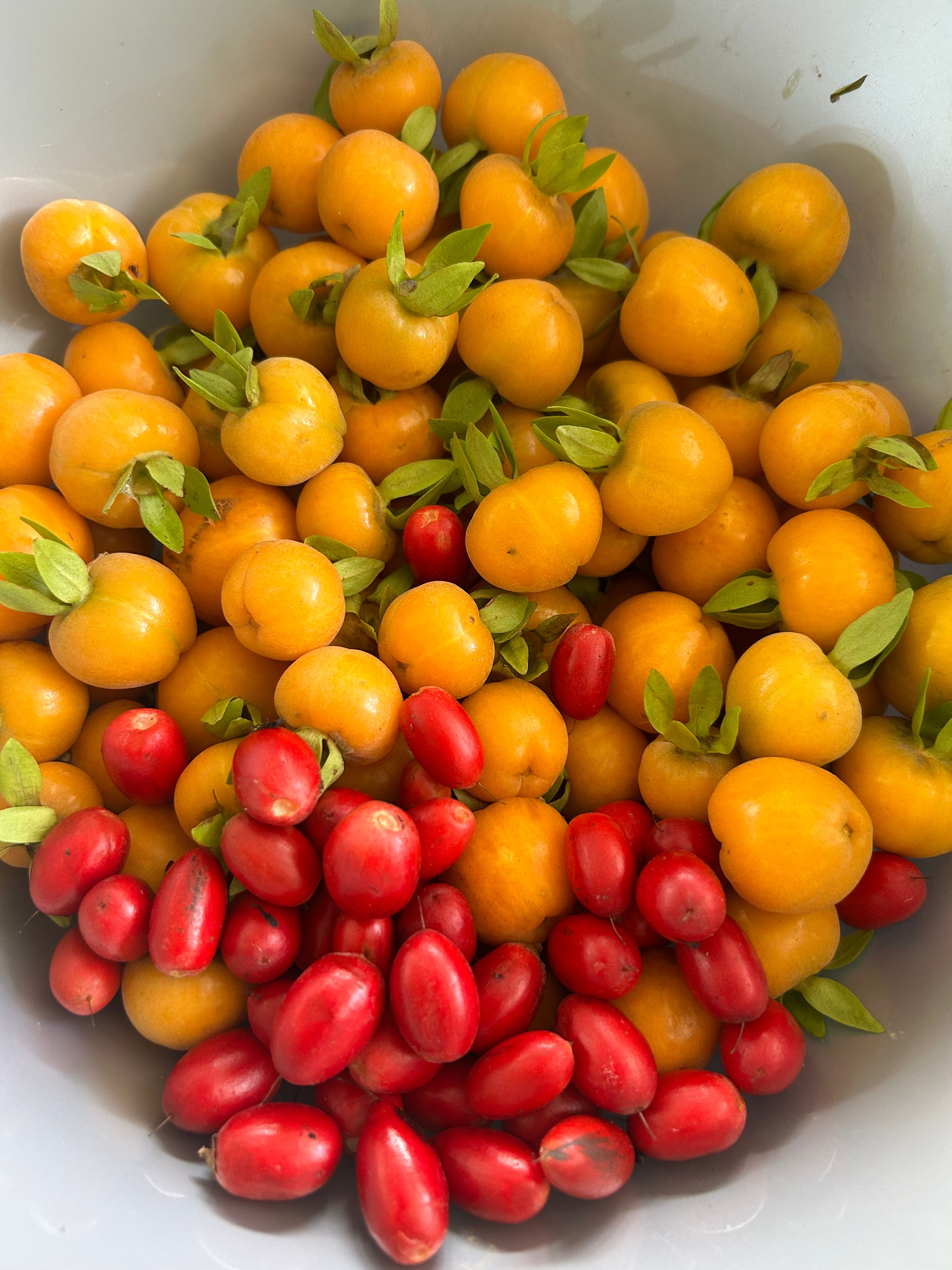 Miracle Fruit Tree – Incredible Edible Landscapes