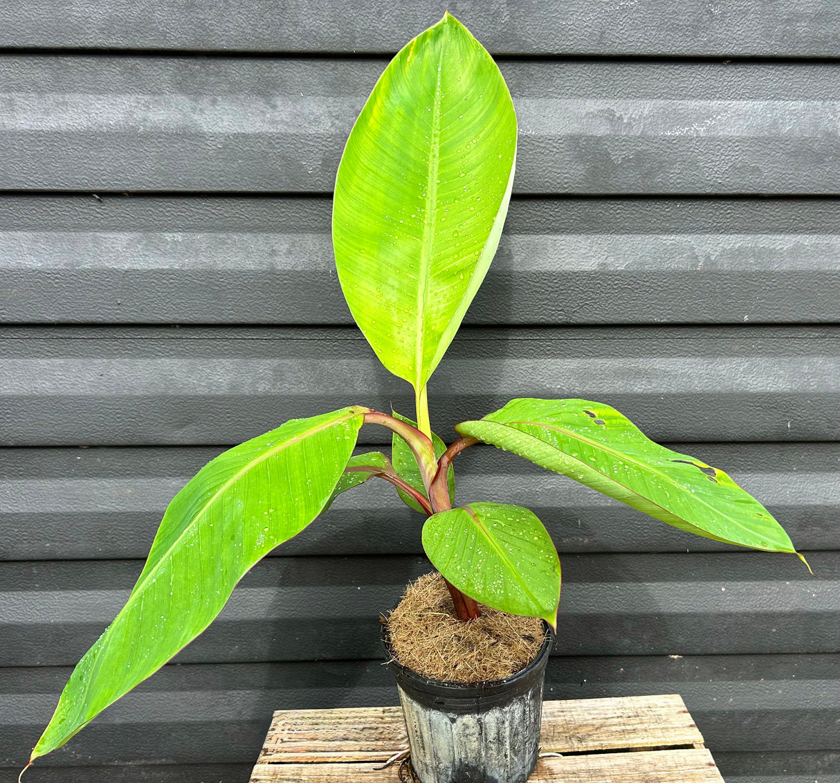 Banana Plant 'Dwarf Red'