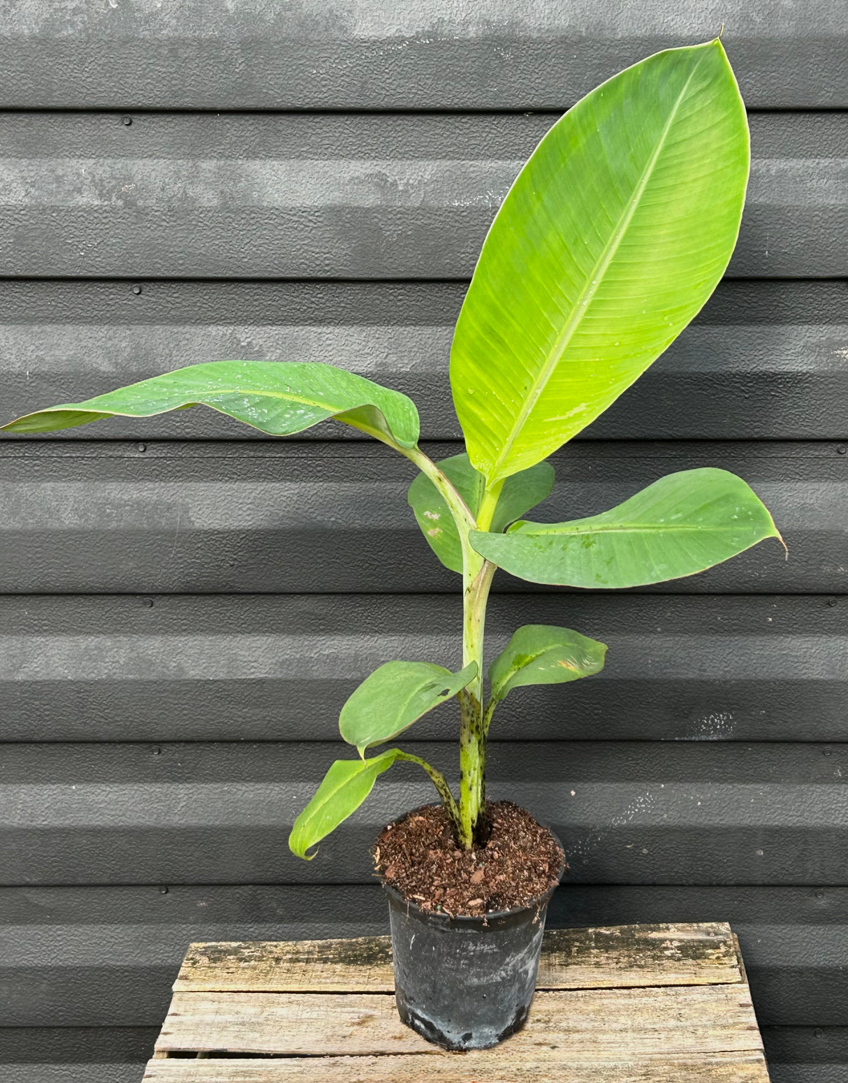 Plantain Plant 'Matoke' (East African Highland Banana)