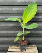 Plantain Plant 'Matoke' (East African Highland Banana)