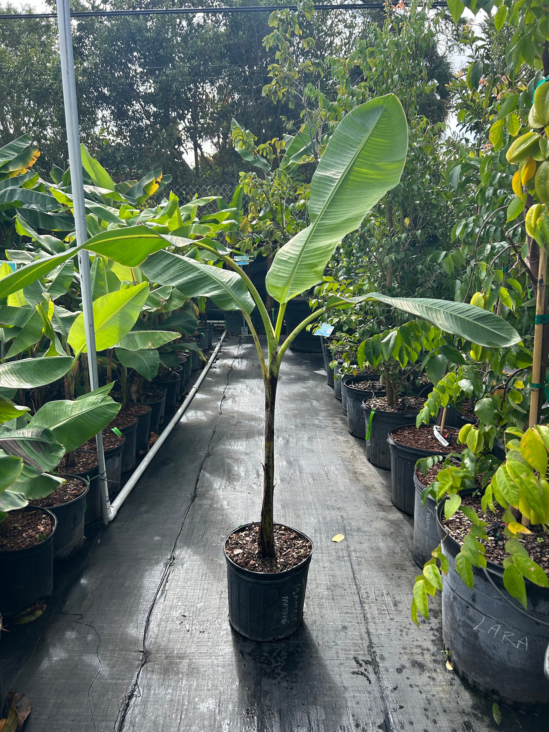 Plantain Plant 'Matoke' (East African Highland Banana) – Incredible Edible  Landscapes