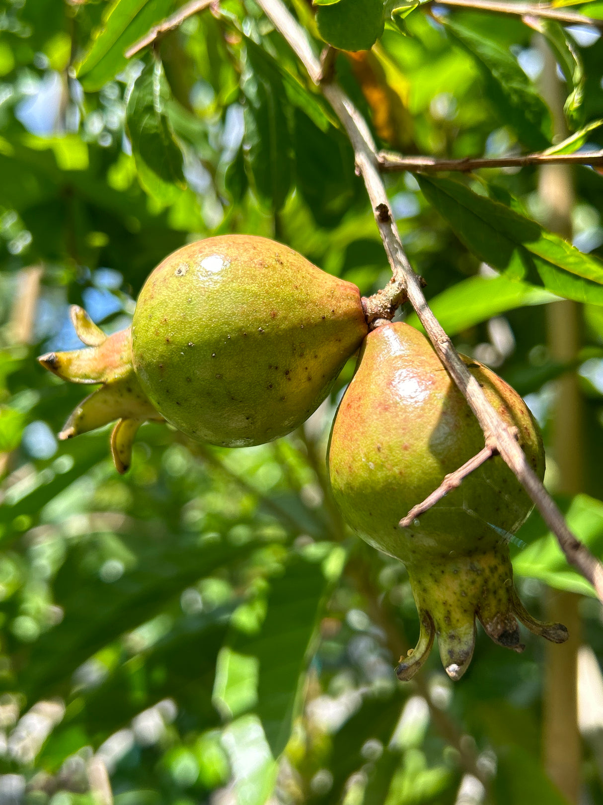 Pomegranate Tree 'Parfianka'