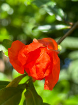 Pomegranate Tree 'Vietnamese Red'