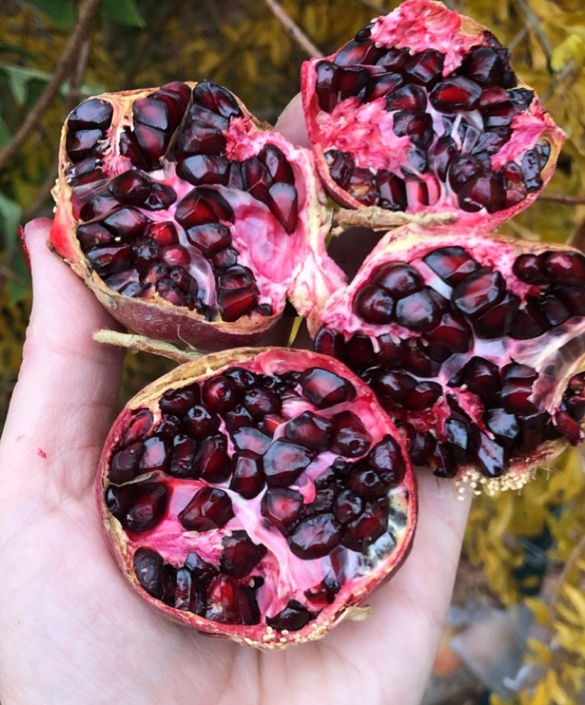 Pomegranate Tree 'Parfianka'