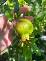 Pomegranate Tree 'Vietnamese Red'