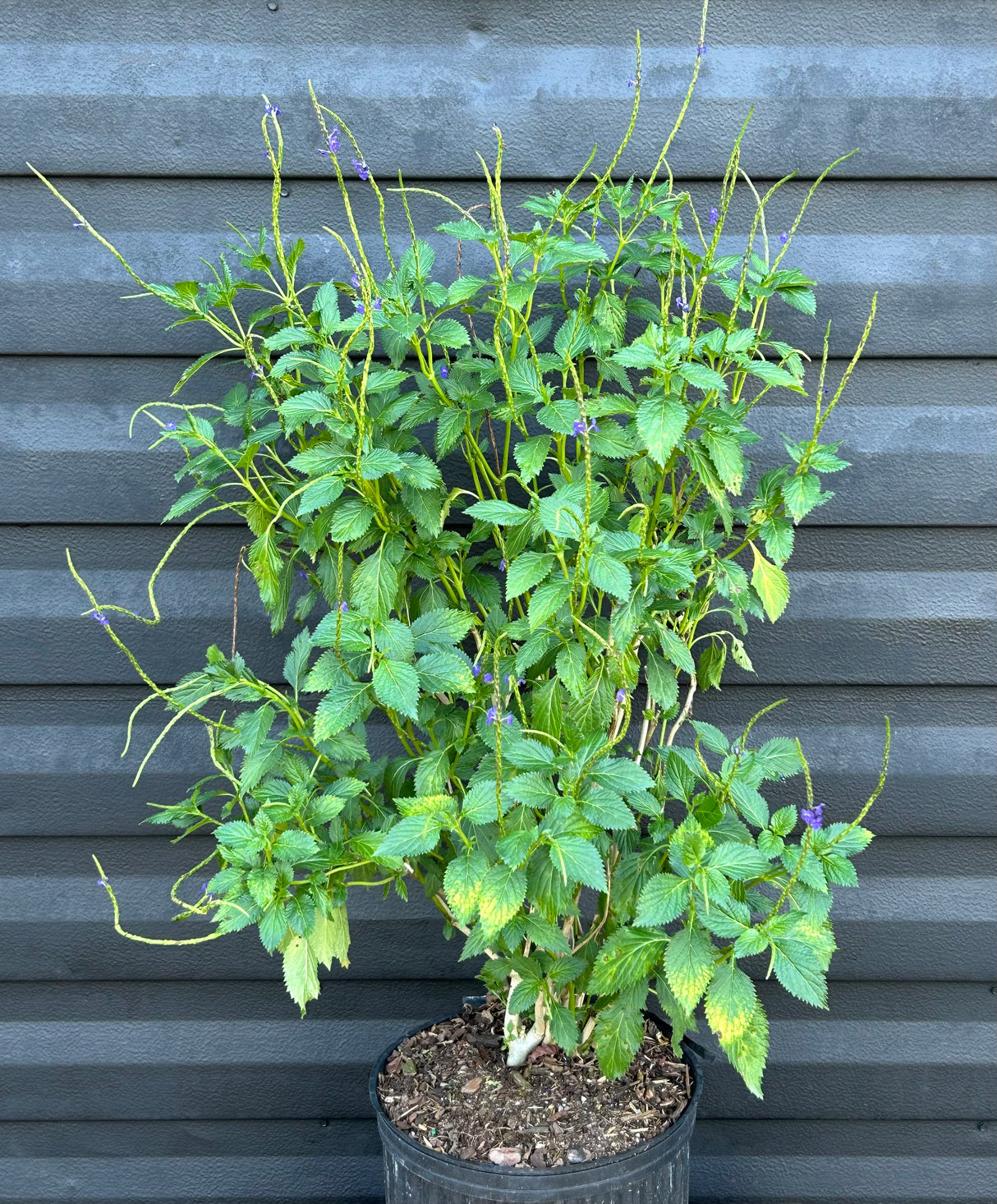 Purple Porterweed Plant