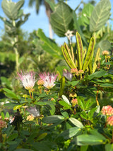 Powderpuff Tree - pink flowers