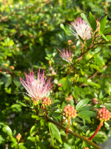 Powderpuff Tree - pink flowers