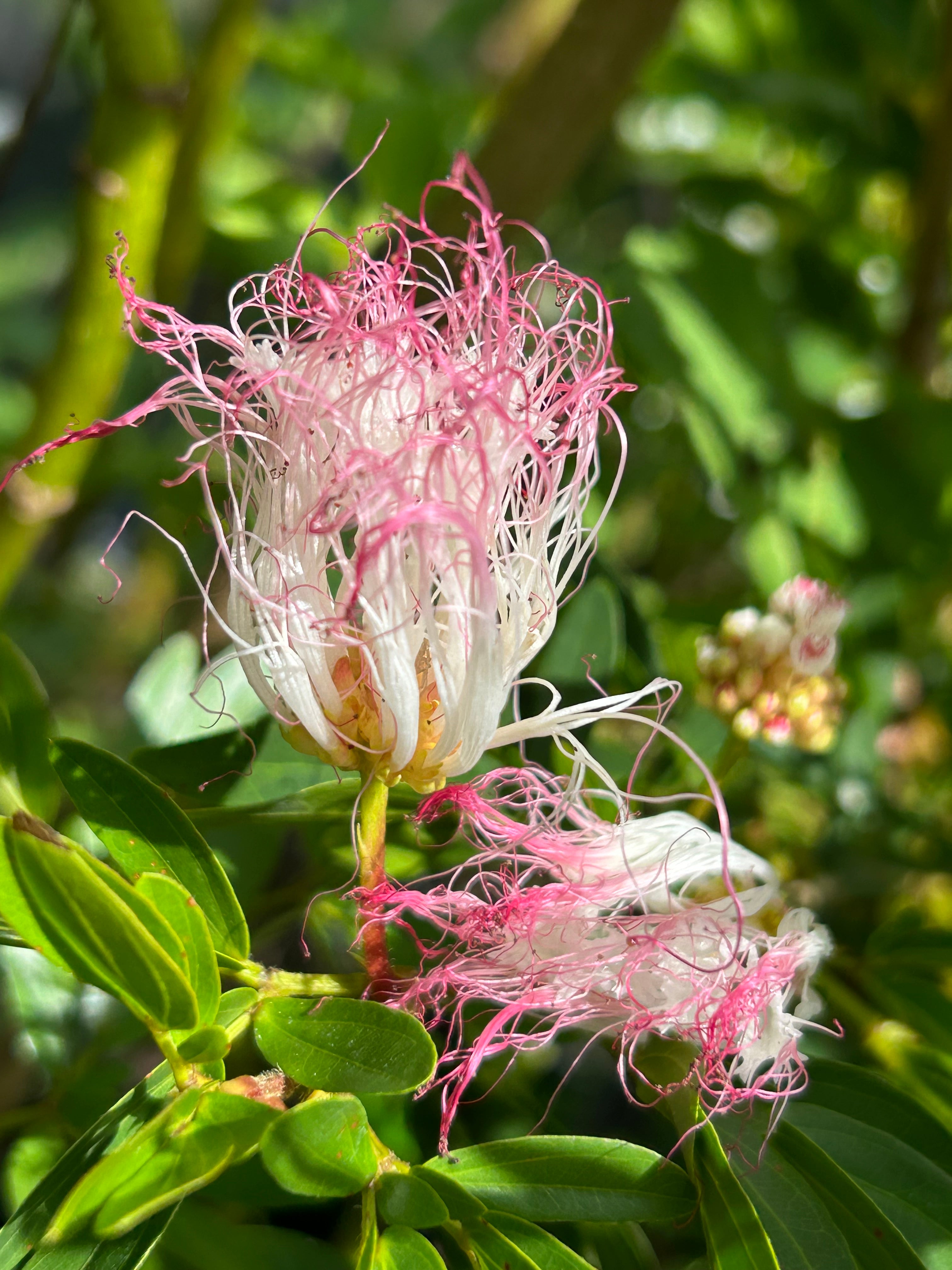 Powderpuff Tree - pink flowers – Incredible Edible Landscapes