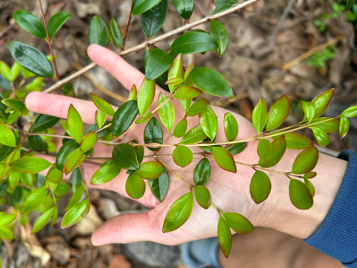 Privet Stopper Shrub