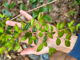 Privet Stopper Shrub