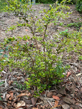 Privet Stopper Shrub