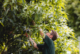 Mango Tree Pruning Workshop - August 5th @ 10am