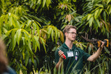 Mango Tree Pruning Workshop - August 5th @ 10am