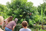 Mango Tree Pruning Workshop - August 5th @ 10am