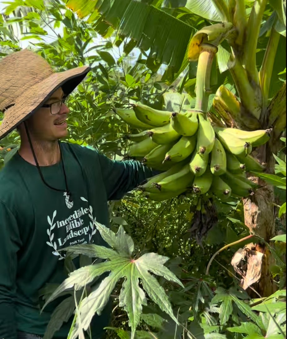 Plantain Plant 'Dwarf Puerto Rican' – Incredible Edible Landscapes