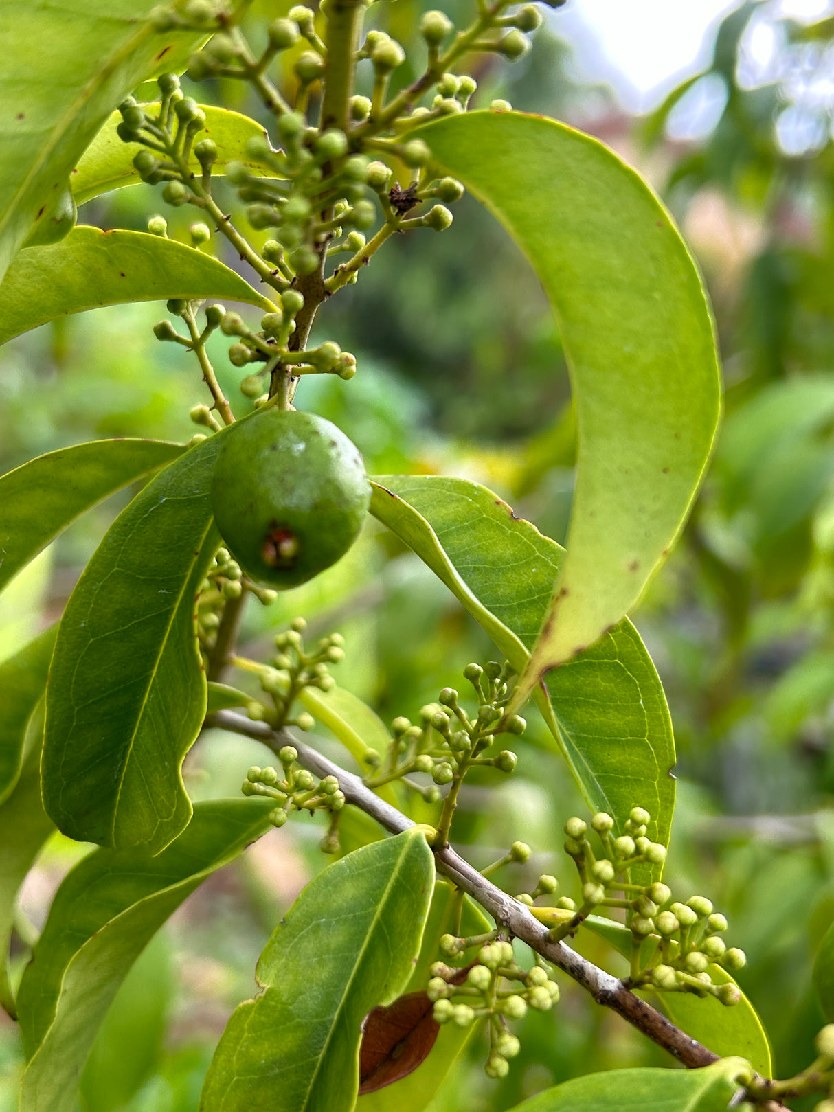 Rainforest Plum