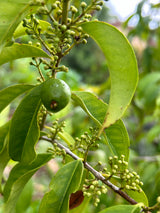 Rainforest Plum