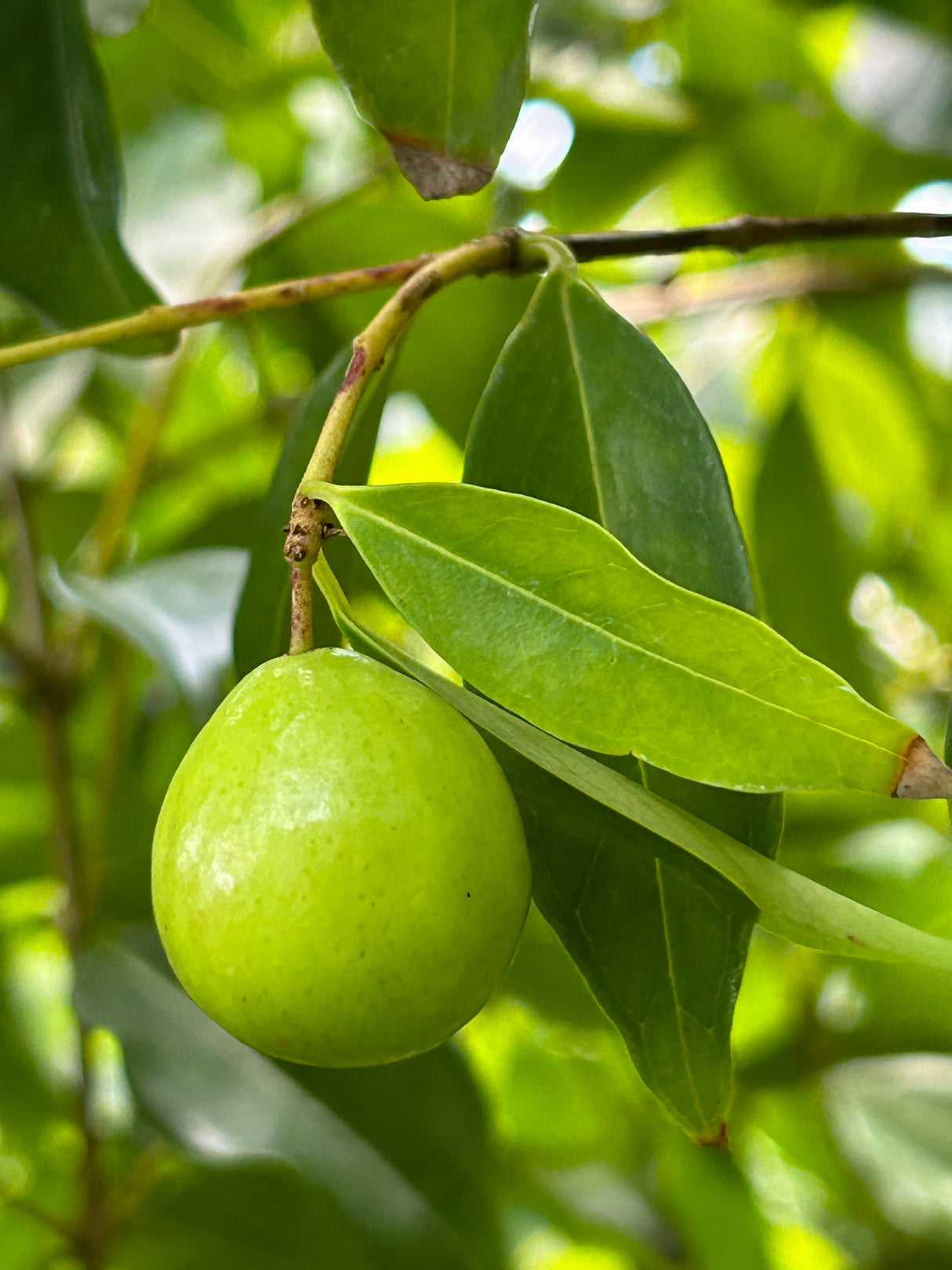 Rainforest Plum