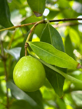 Rainforest Plum