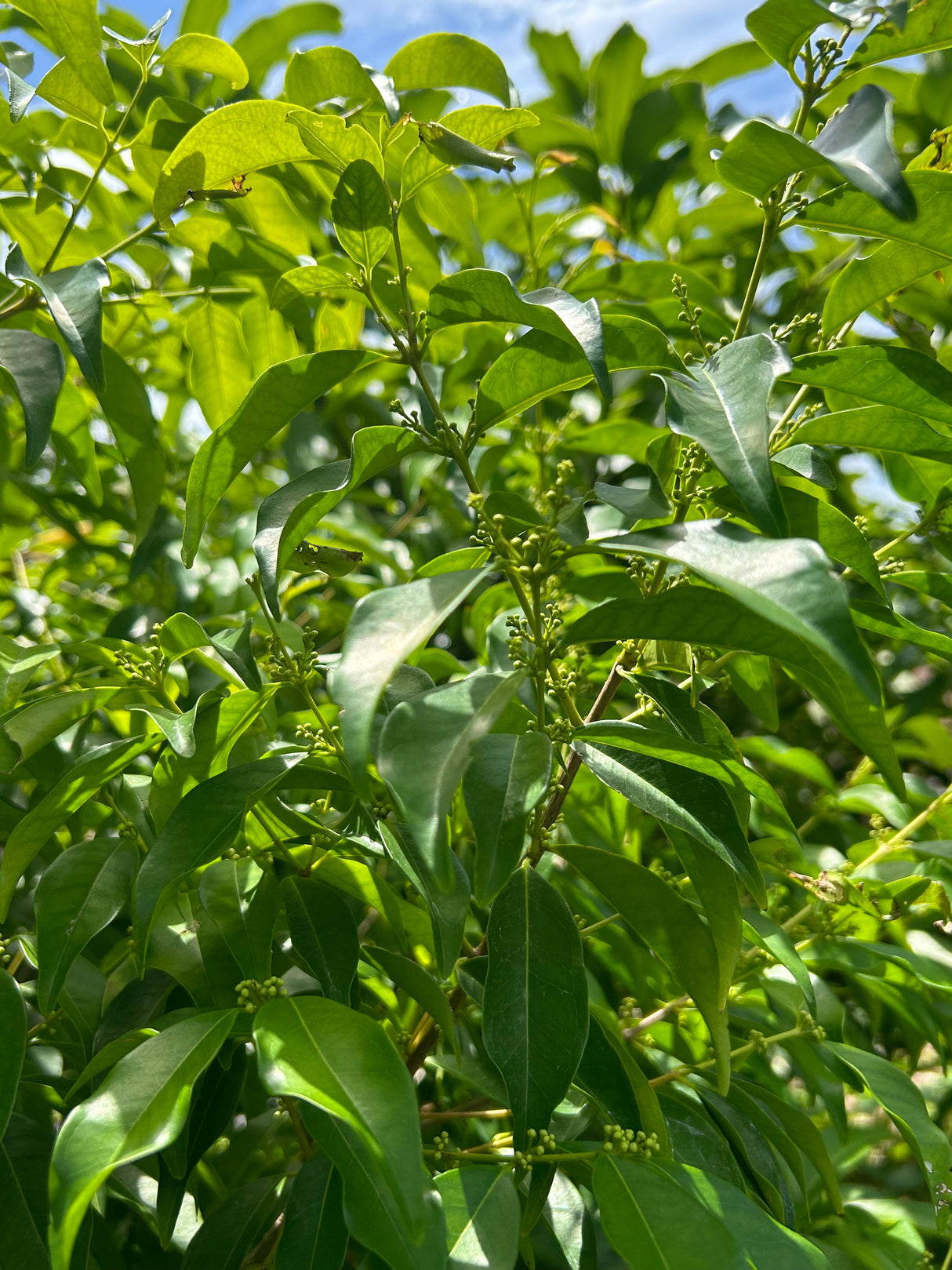 Rainforest Plum