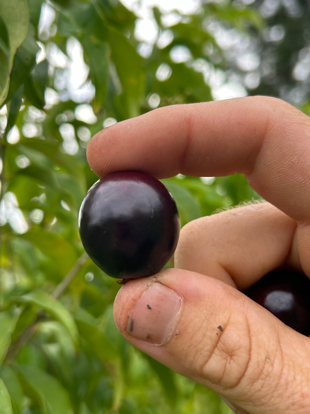 Rainforest Plum