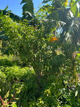 Rainforest Plum