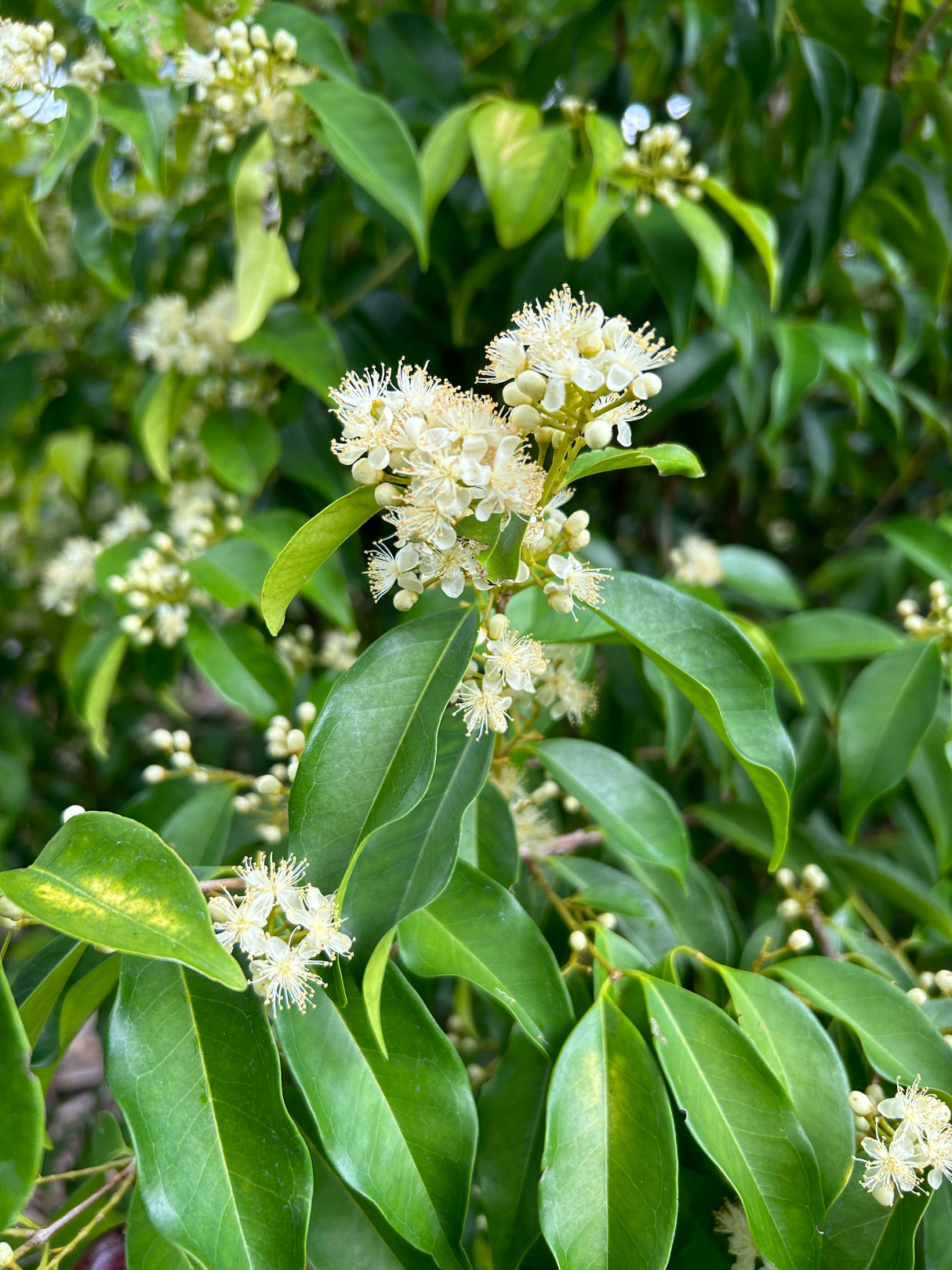 Rainforest Plum