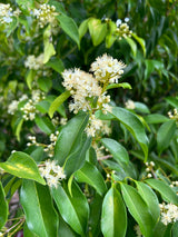 Rainforest Plum