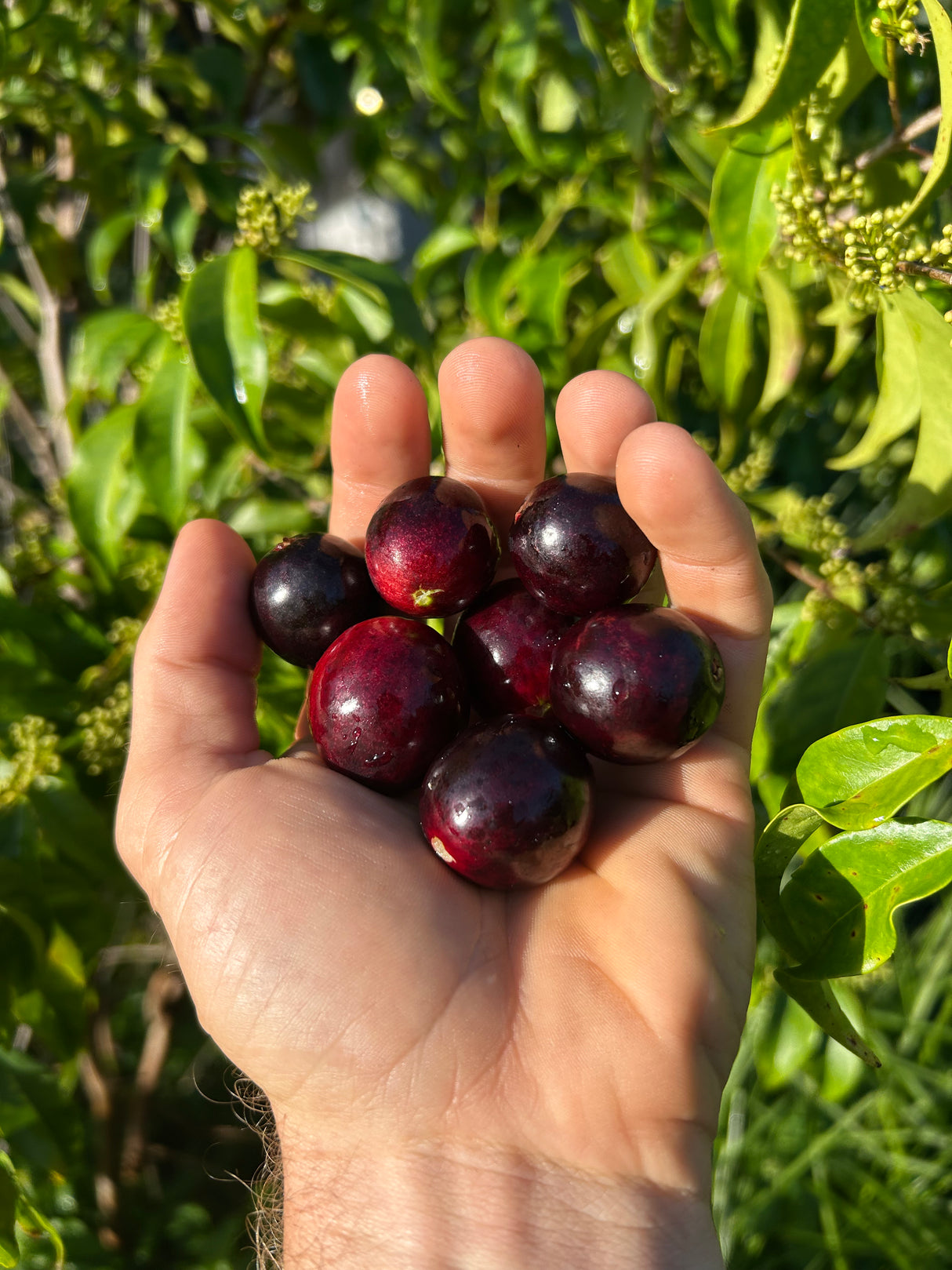 Rainforest Plum