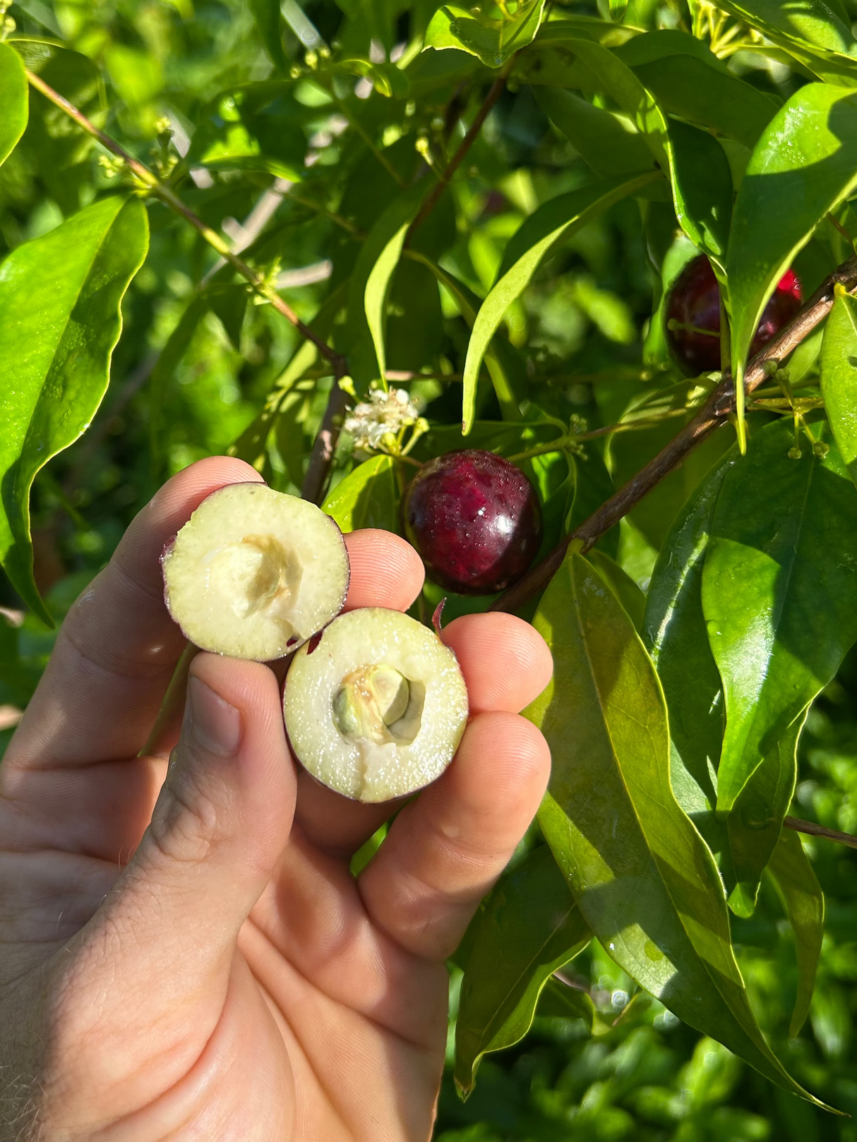 Rainforest Plum