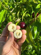 Rainforest Plum