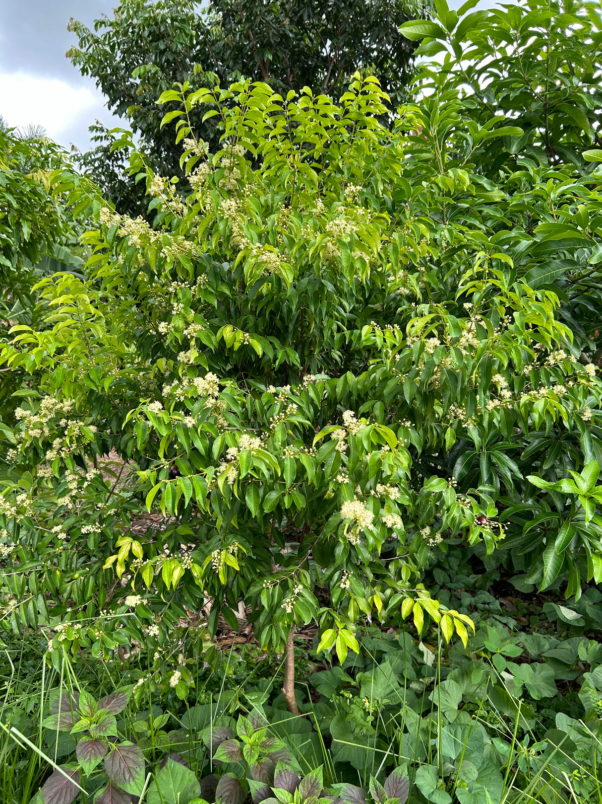 Rainforest Plum