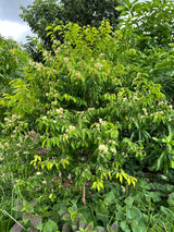 Rainforest Plum