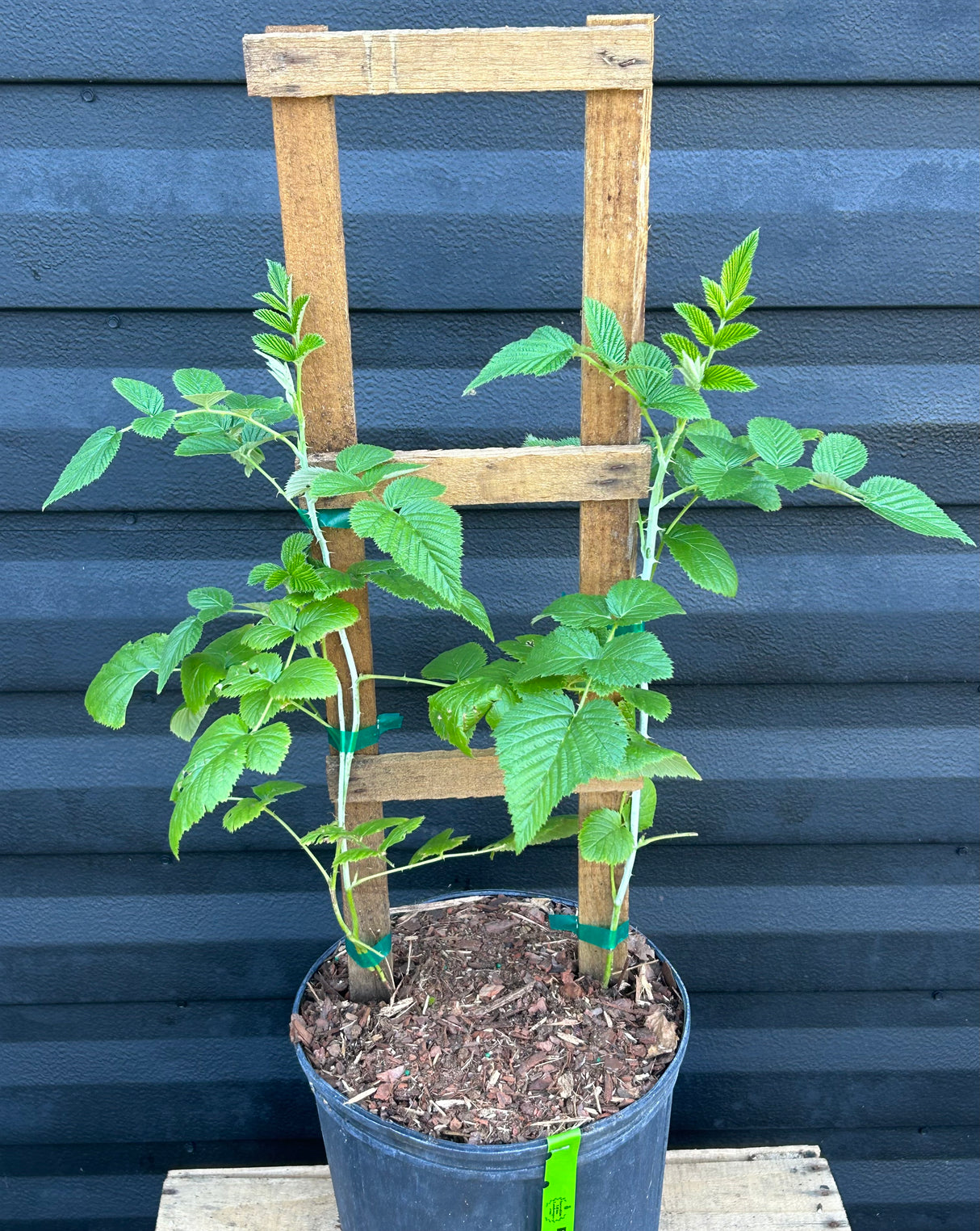 Raspberry ‘Mysore’