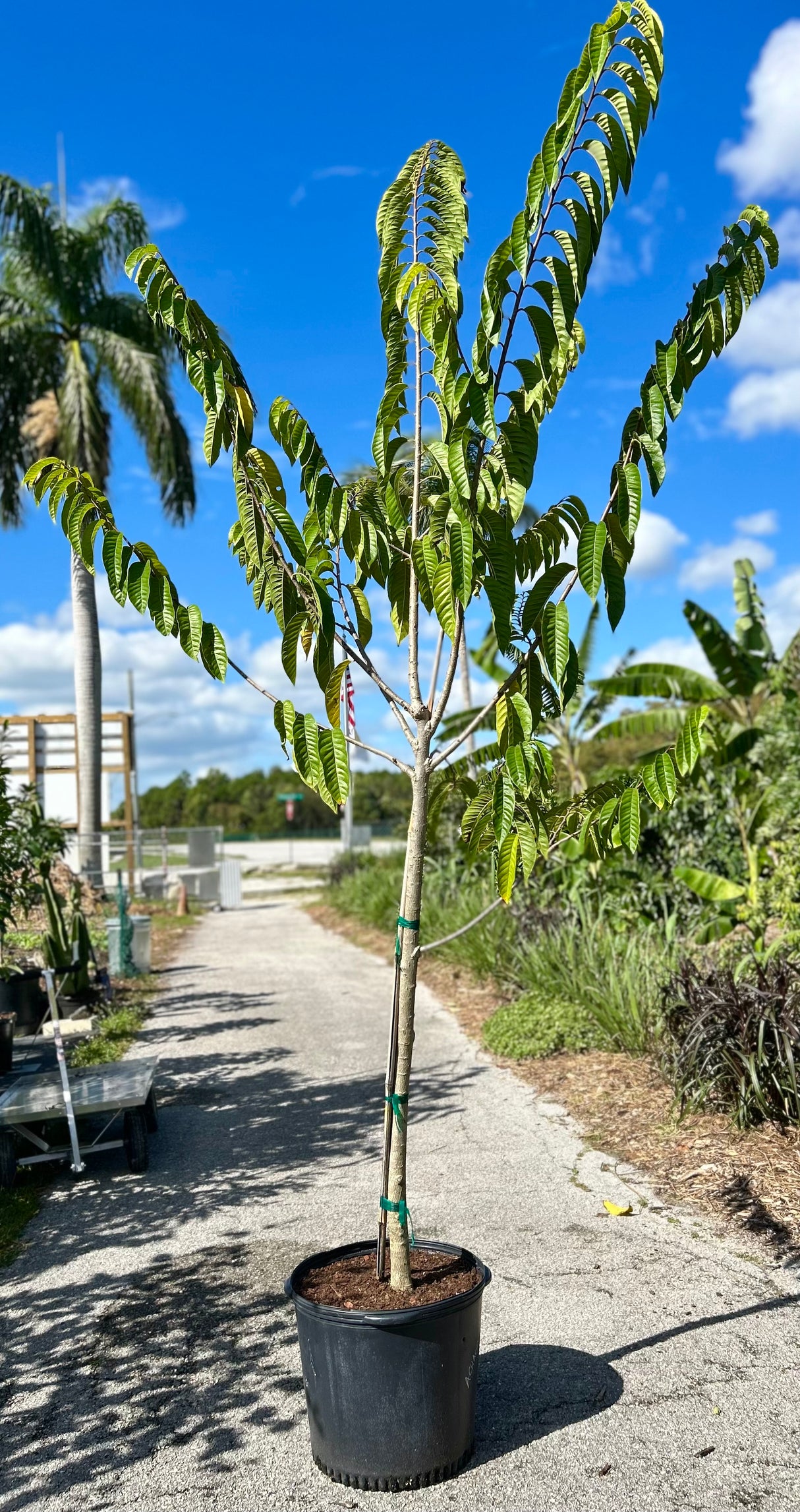 Custard Apple Tree - San Pablo seedling