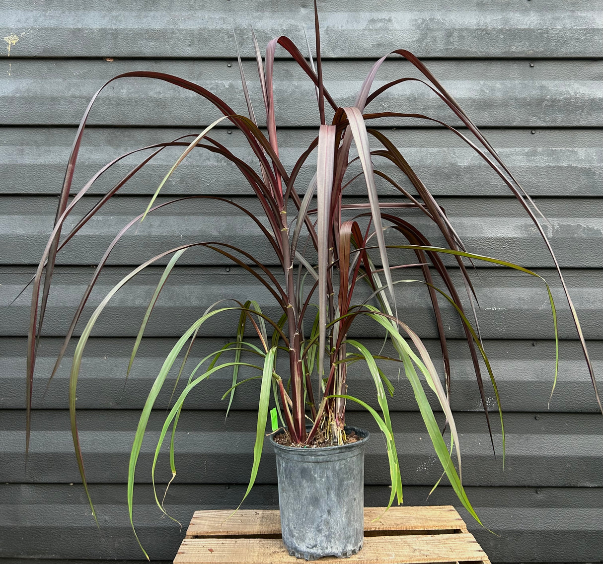 Red Napier Grass
