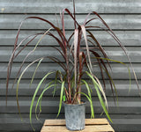 Red Napier Grass