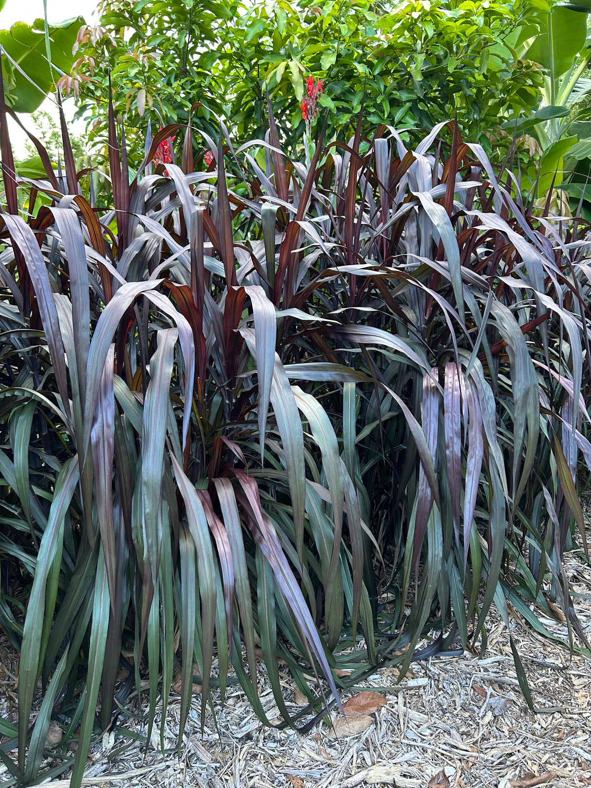 Red Napier Grass