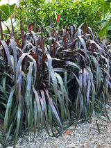 Red Napier Grass