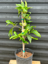 Wax Jambu - red