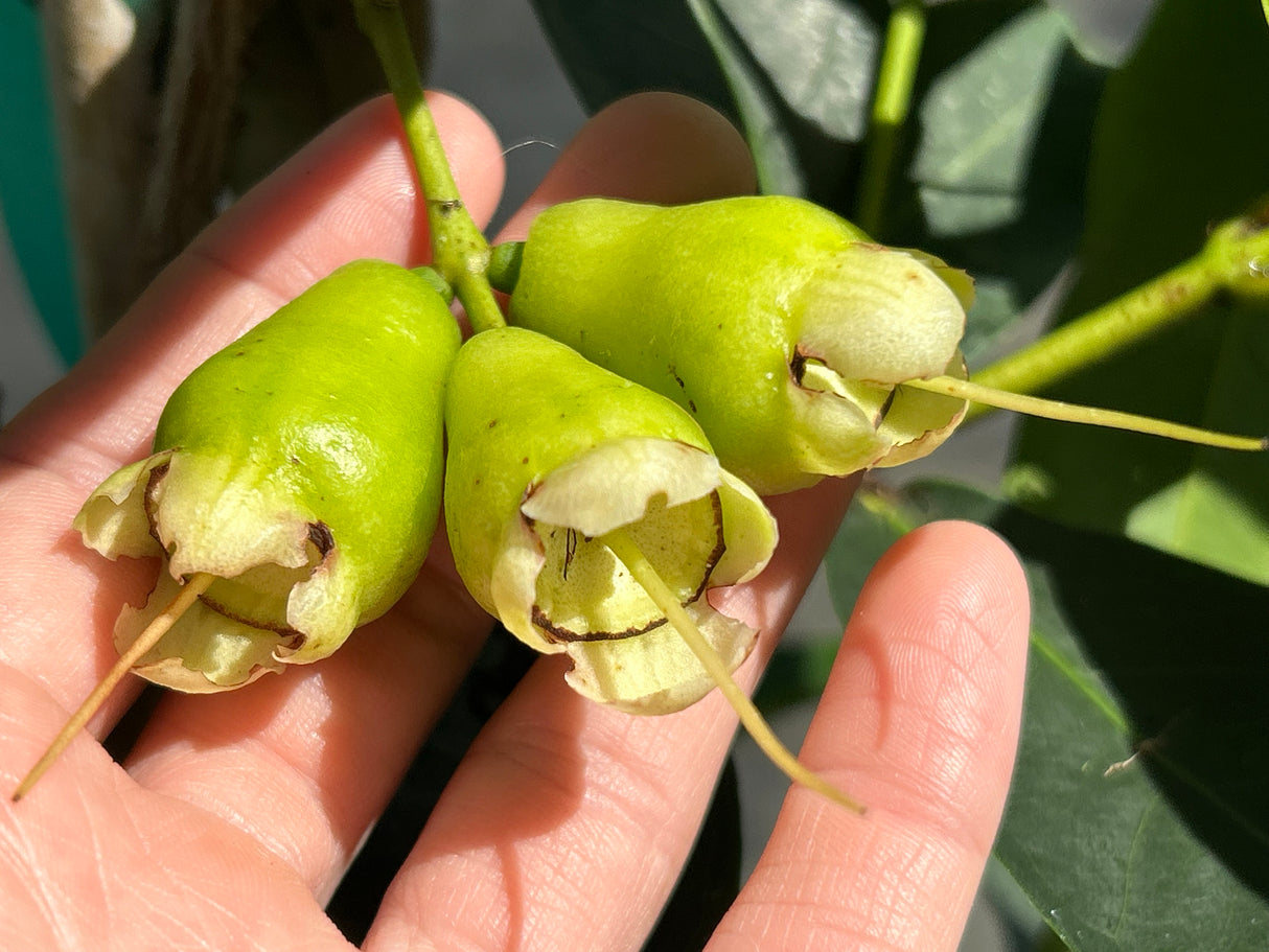 Wax Jambu - red