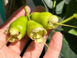 Wax Jambu - red
