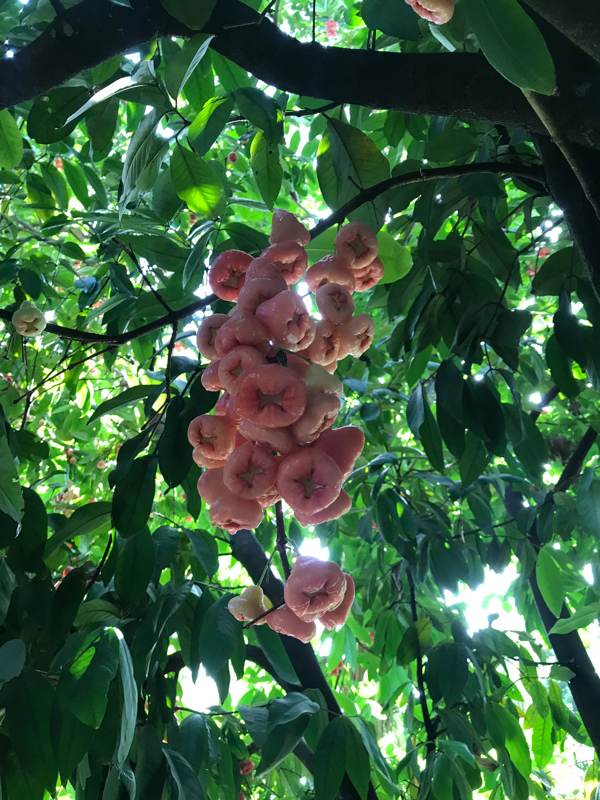 Wax Jambu - red