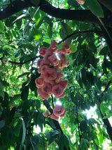 Wax Jambu - red