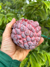 Sugar Apple Tree ‘Red Sugar’